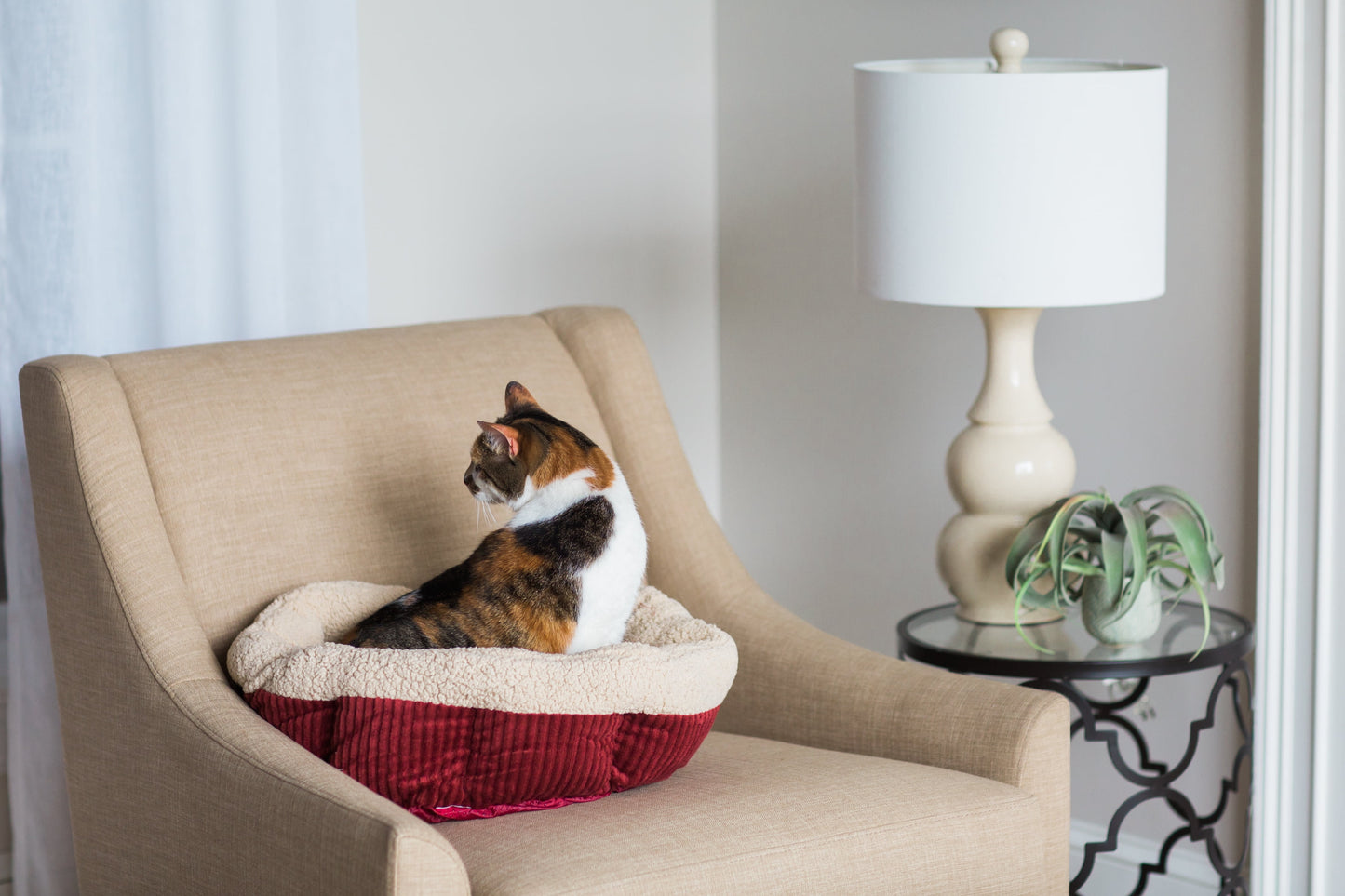 Aspen Pet Round Self Warming Oval Lounger Pet Bed for Dog and Cats, 19.5 x 19.5 x 7, Red