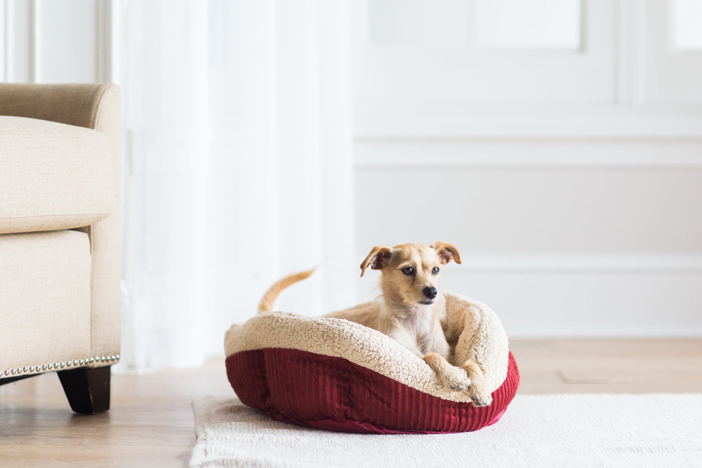 Aspen Pet Round Self Warming Oval Lounger Pet Bed for Dog and Cats, 19.5 x 19.5 x 7, Red